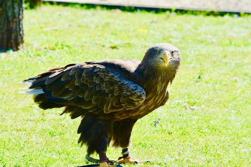 golden eagle  adler  bird
