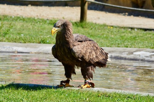 golden eagle  adler  bird