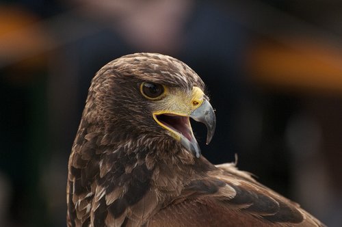 golden eagle  bird  fauna