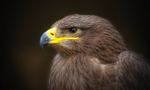 golden eagle bird of prey raptor