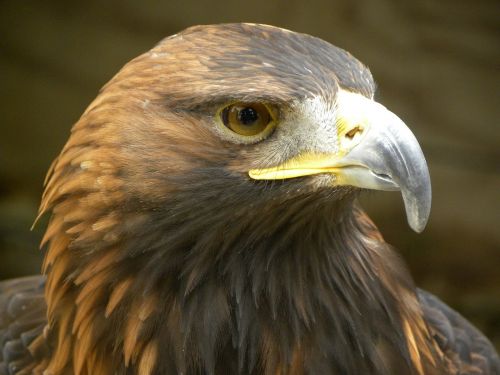 golden eagle eagle bird of prey focus
