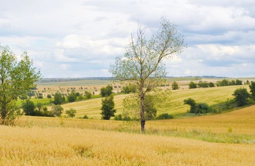 Golden Fields