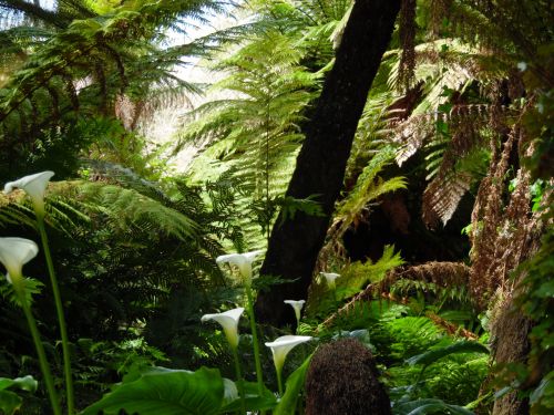 Golden Gate Park Jungle