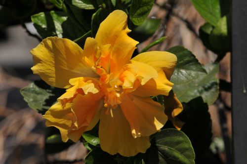 Golden Hibiscus Flower