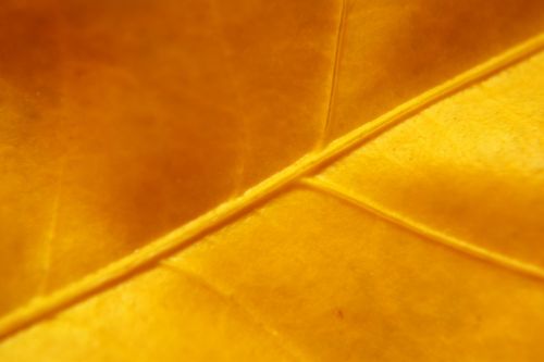 Golden Leaf 2
