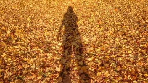 golden leaves shadow silhouettes