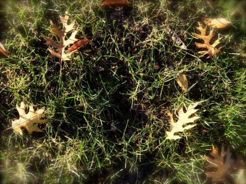 Golden Leaves On Grass