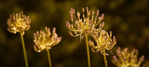 golden light flower yellow