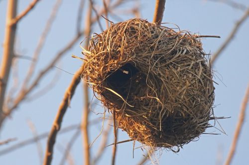 Golden Light On Weaver&#039;s Nest