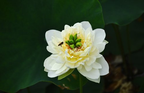 golden lotus  blooming  flower