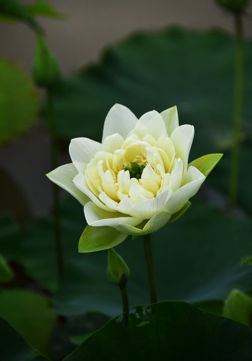 golden lotus  blooming  flower