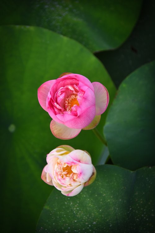 golden lotus border pink  outdoor  blooming