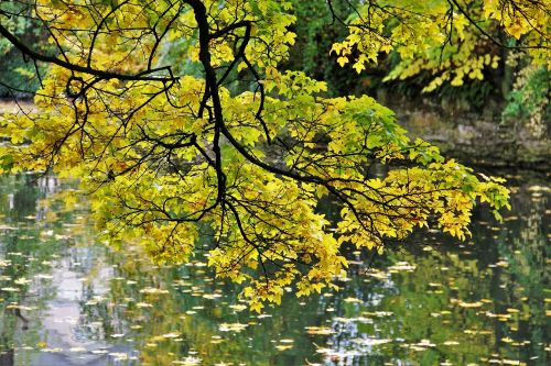 golden october autumn idyll fall foliage