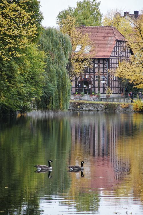 golden october at the pond nils goose couple