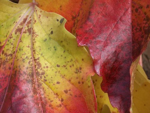 golden october leaves autumn