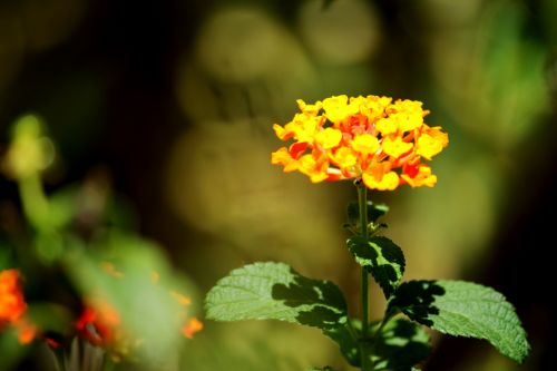 Golden Orange Flower