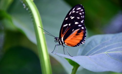 golden passion flower butterfly heliconius hecale butterfly