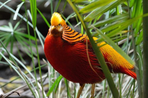 golden pheasant exotic bird