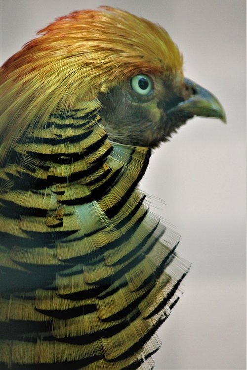 golden pheasant  bird  golden