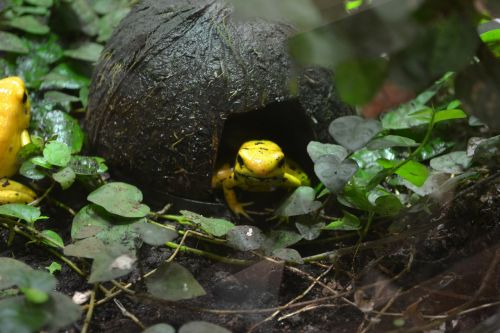 golden poison frog frog phyllobates terribilis