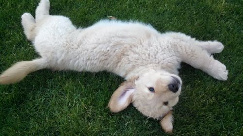 golden retriever dog puppy