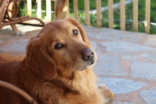 golden retriever dog canine