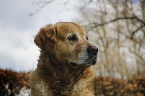 golden retriever pet dog