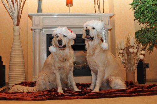 golden retriever santa hat dogs