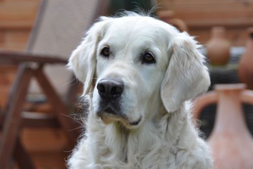 golden retriever dog golden retriever head