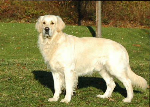 golden retriever dogs animal portrait