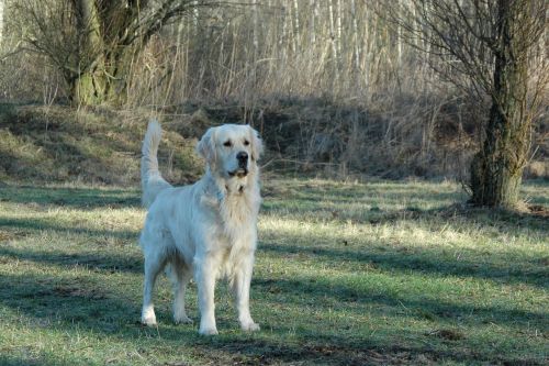 golden retriever dogs animal portrait
