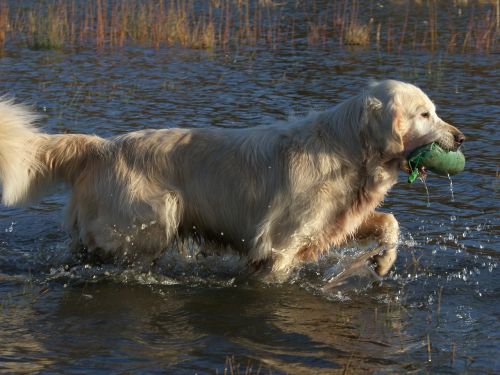 golden retriever dog pet