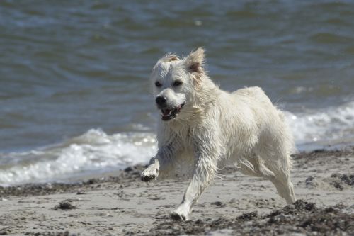 golden retriever dog beach