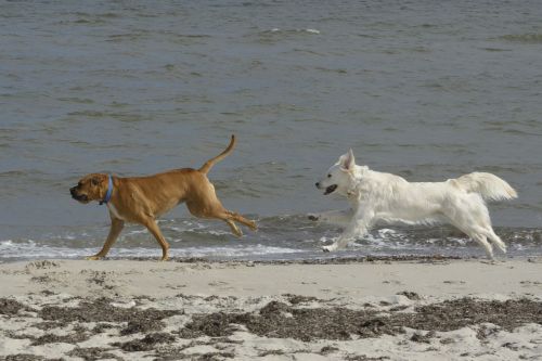 golden retriever dogs beach