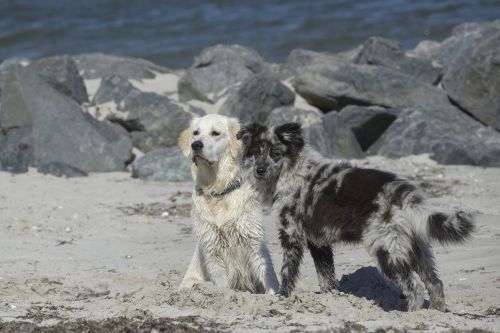golden retriever dogs grace of golden heathland