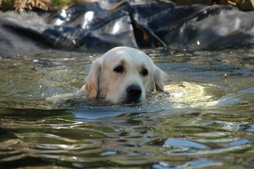 golden retriever dog pond