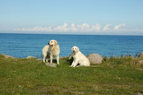 golden retriever sea dogs