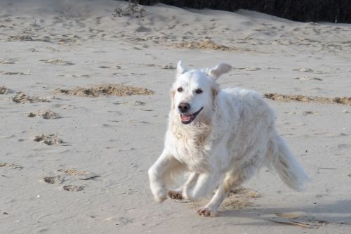 golden retriever dog beach