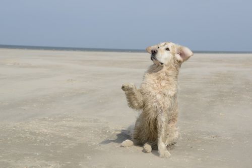 golden retriever dog beach