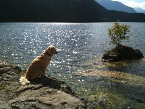 golden retriever lake nature