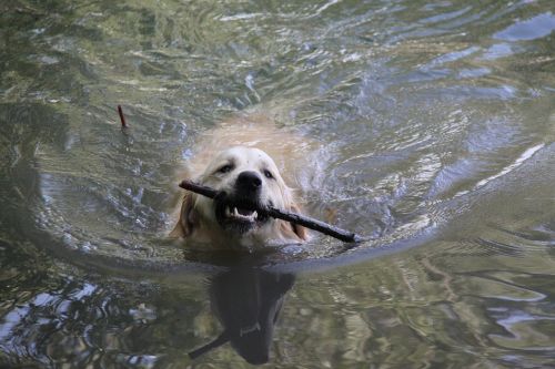 golden retriever dog water