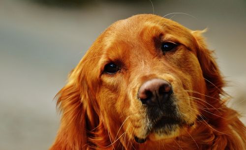 golden retriever dog fur