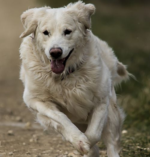 golden retriever white dog