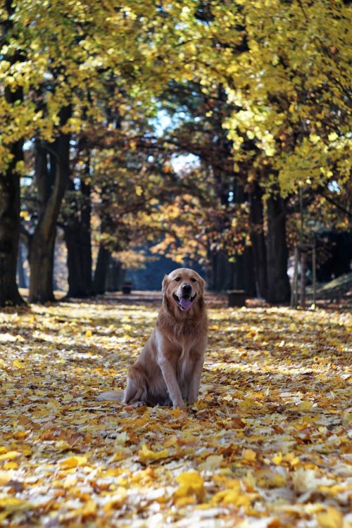 golden retriever autumn leaves