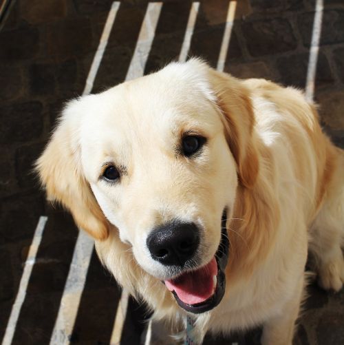 golden retriever dog animal