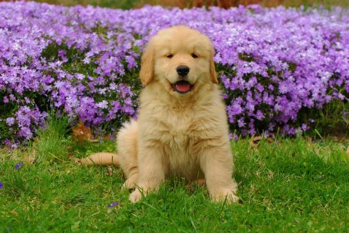 golden retriever summer pet