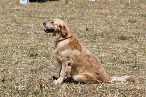 golden retriever animal dog
