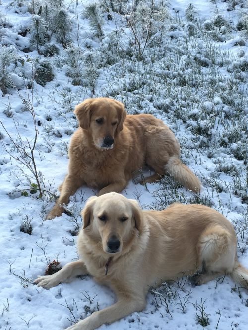 golden retriever dogs pet