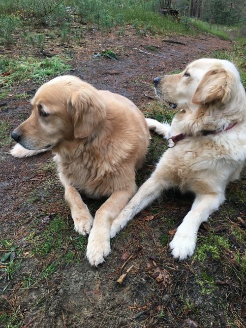 golden retriever dogs pet