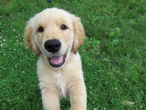 golden retriever puppy happy